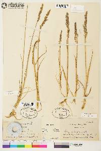 Arctagrostis latifolia subsp. latifolia image