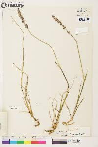 Arctagrostis latifolia image