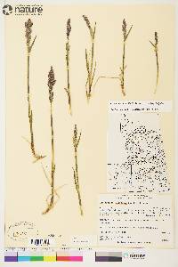 Arctagrostis latifolia subsp. latifolia image