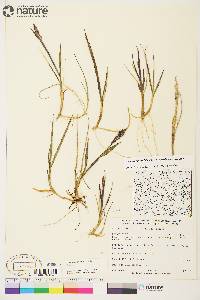 Arctagrostis latifolia subsp. latifolia image