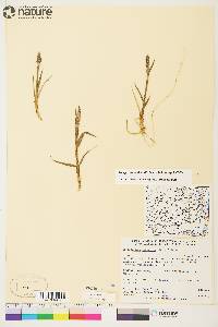 Arctagrostis latifolia subsp. latifolia image