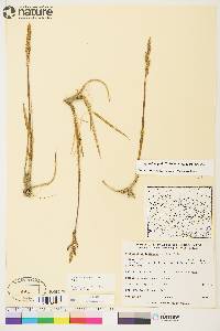 Arctagrostis latifolia subsp. latifolia image