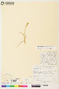 Arctagrostis latifolia subsp. latifolia image
