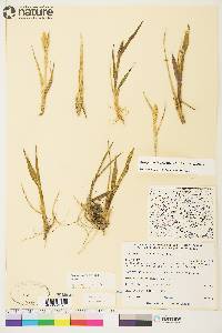 Arctagrostis latifolia subsp. latifolia image