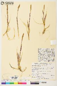 Arctagrostis latifolia subsp. latifolia image