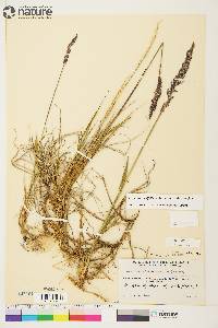 Arctagrostis latifolia subsp. latifolia image