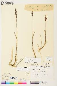 Arctagrostis latifolia image