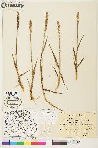 Arctagrostis latifolia image