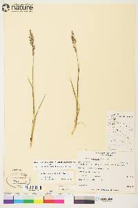 Arctagrostis latifolia subsp. latifolia image