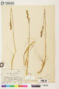Arctagrostis latifolia subsp. latifolia image