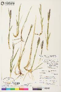 Arctagrostis latifolia subsp. latifolia image