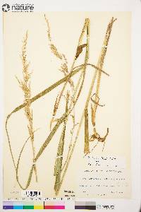 Arctagrostis latifolia subsp. arundinacea image