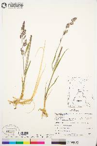 Arctagrostis latifolia image