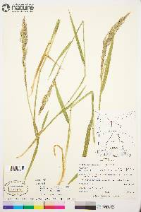 Arctagrostis latifolia subsp. arundinacea image