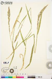 Arctagrostis latifolia subsp. arundinacea image