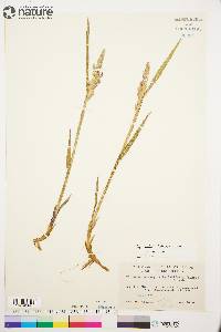 Arctagrostis latifolia subsp. arundinacea image