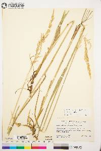 Arctagrostis latifolia image