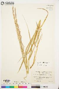 Arctagrostis latifolia subsp. arundinacea image