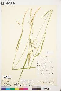 Arctagrostis latifolia subsp. arundinacea image