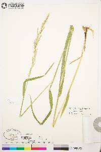 Arctagrostis latifolia image