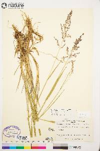 Arctagrostis latifolia subsp. arundinacea image