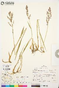 Arctagrostis latifolia subsp. arundinacea image