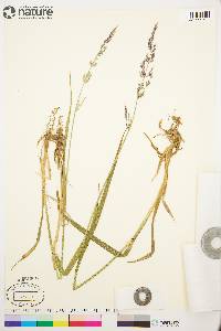 Arctagrostis latifolia subsp. arundinacea image