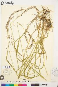 Arctagrostis latifolia subsp. arundinacea image