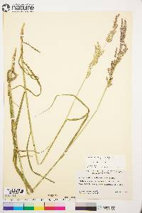 Arctagrostis latifolia subsp. arundinacea image