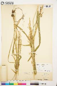 Arctagrostis latifolia subsp. arundinacea image