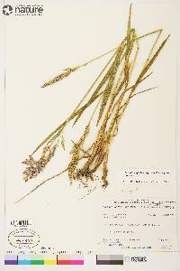 Arctagrostis latifolia subsp. arundinacea image