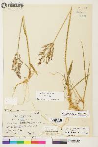 Arctagrostis latifolia subsp. latifolia image