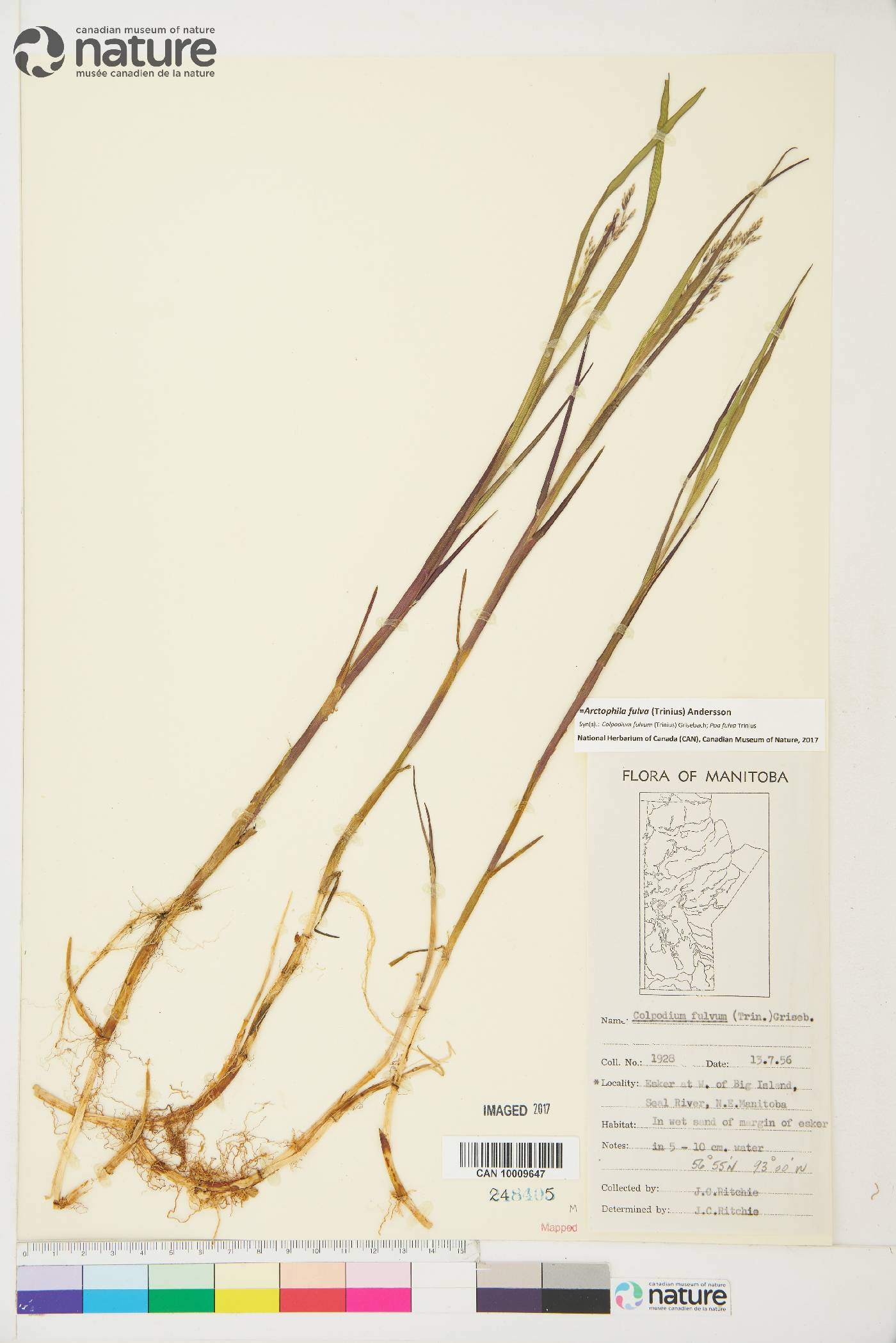 Colpodium fulvum image