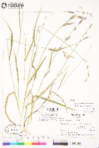 Bromus pumpellianus image