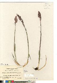 Arctagrostis latifolia image