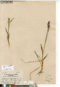 Arctagrostis latifolia image