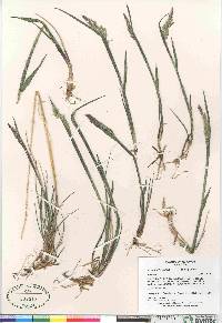 Arctagrostis latifolia subsp. latifolia image