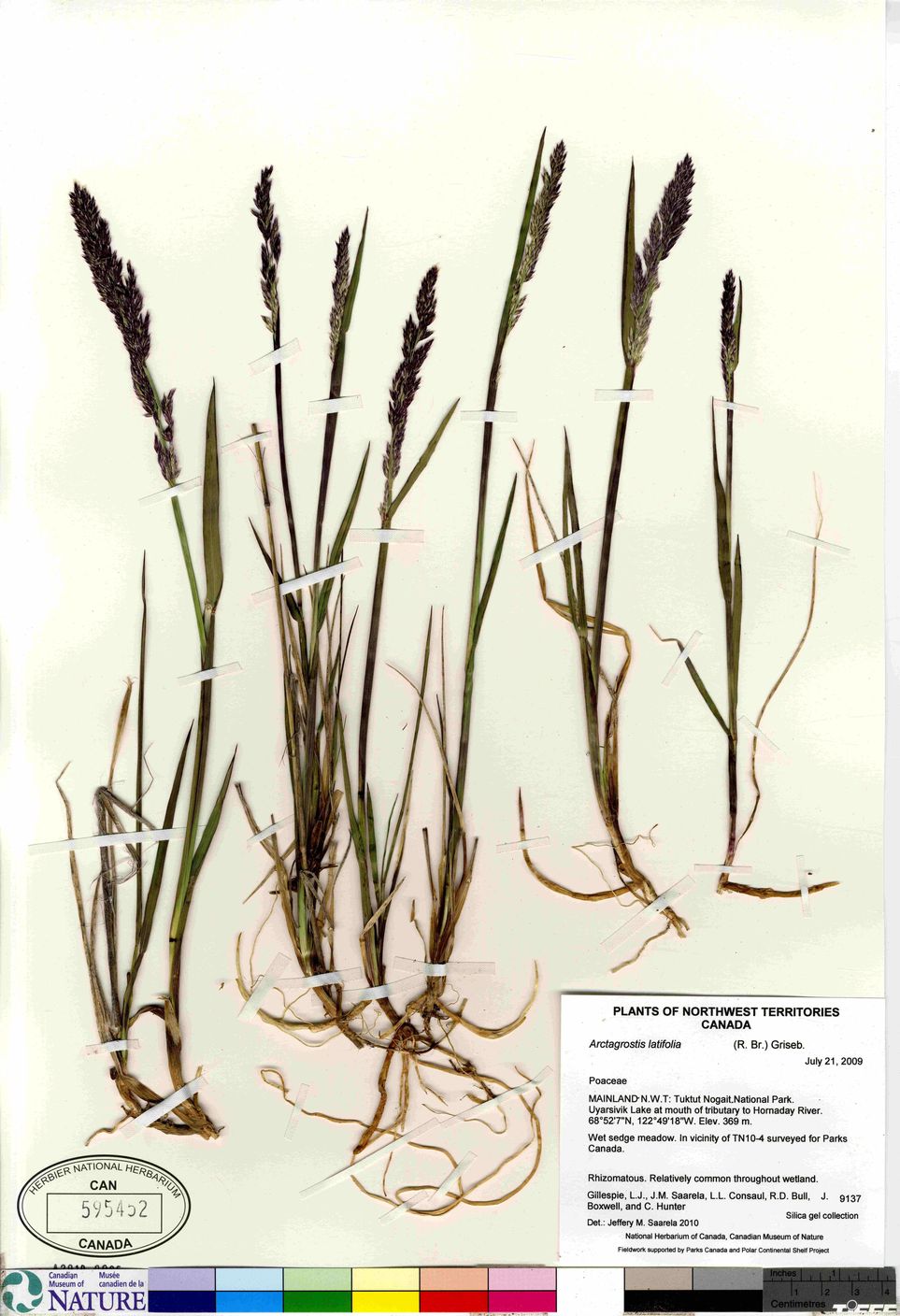 Arctagrostis latifolia subsp. latifolia image