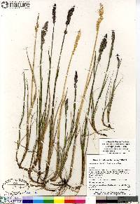 Arctagrostis latifolia subsp. latifolia image