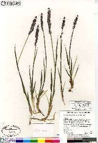 Arctagrostis latifolia subsp. latifolia image