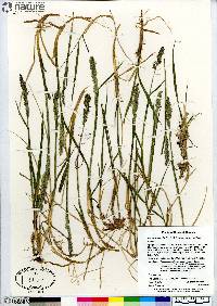 Arctagrostis latifolia subsp. latifolia image