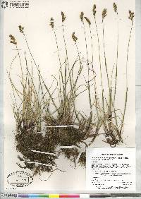 Anthoxanthum monticola subsp. alpinum image