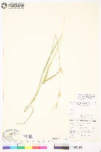 Bromus pumpellianus image