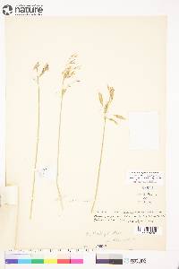 Bromus pumpellianus image