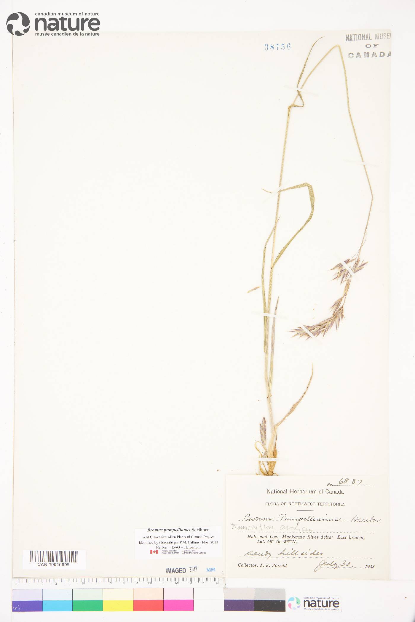 Bromus pumpellianus image