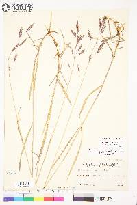 Bromus pumpellianus image