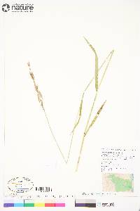 Bromus pumpellianus image