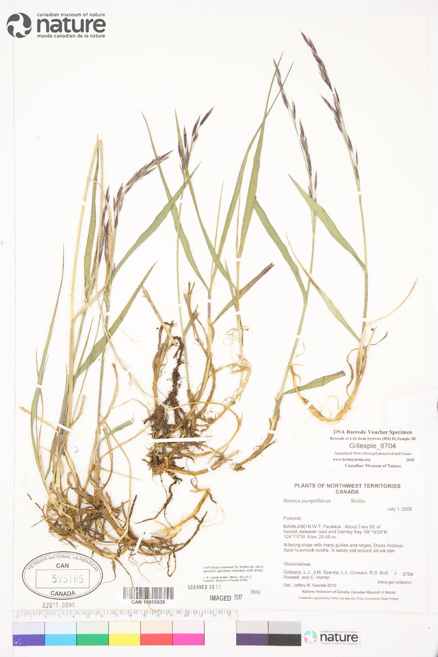 Bromus pumpellianus image