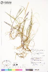 Bromus pumpellianus image