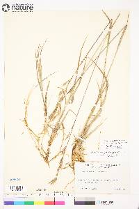 Bromus pumpellianus image